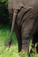 Tembe Elephant Park 5